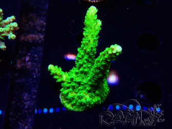 WYSIWYG Acropora yongei Geen Slimer