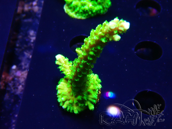 WYSIWYG Acropora yongei Geen Slimer