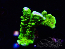 WYSIWYG - CB Incredible Hulk Montipora