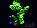 WYSIWYG - CB Incredible Hulk Montipora