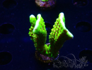 WYSIWYG - CB Incredible Hulk Montipora