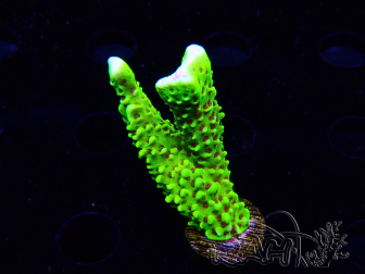 WYSIWYG - CB Incredible Hulk Montipora