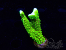 WYSIWYG - CB Incredible Hulk Montipora 5L10