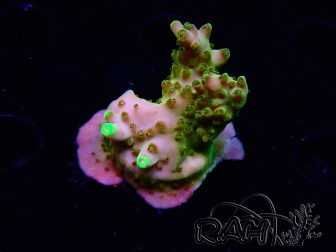 WYSIWYG RAH Acropora Gold Finger 5N1