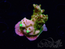 WYSIWYG RAH Acropora Gold Finger