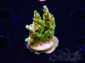 WYSIWYG RAH Acropora Gold Finger
