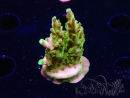 WYSIWYG RAH Acropora Gold Finger