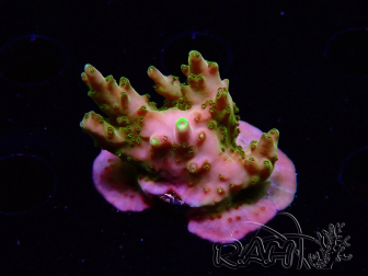 WYSIWYG RAH Acropora Gold Finger 5N3