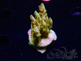 WYSIWYG RAH Acropora Gold Finger