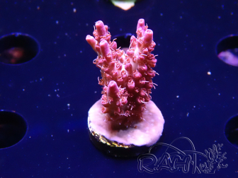 WYSIWYG RAH Acropora Flamingo Fury