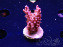 WYSIWYG RAH Acropora Flamingo Fury