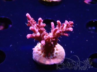 WYSIWYG RAH Acropora Flamingo Fury