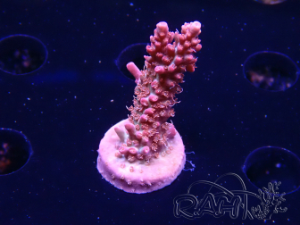 WYSIWYG RAH Acropora Flamingo Fury