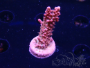 WYSIWYG RAH Acropora Flamingo Fury