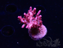 WYSIWYG RAH Acropora Flamingo Fury