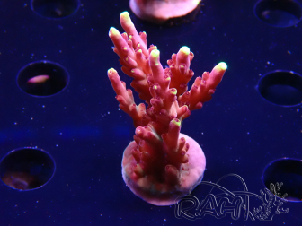 WYSIWYG JF Acropora Fox Flame