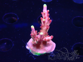 WYSIWYG JF Acropora Fox Flame