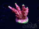 WYSIWYG JF Acropora Fox Flame