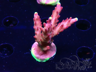 WYSIWYG JF Acropora Fox Flame 5O6
