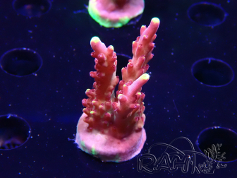 WYSIWYG JF Acropora Fox Flame 5O7