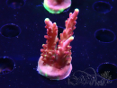 WYSIWYG JF Acropora Fox Flame 5O7