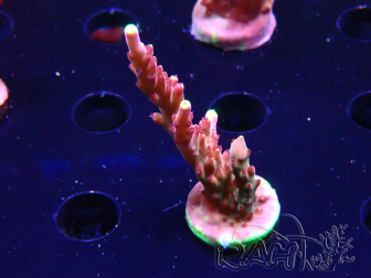 WYSIWYG JF Acropora Fox Flame