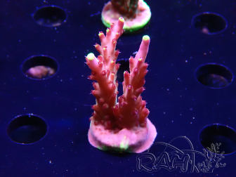 WYSIWYG JF Acropora Fox Flame