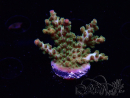 WYSIWYG RAH Acropora Astro-berry 5P2