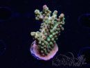 WYSIWYG RAH Acropora Astro-berry