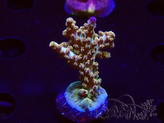WYSIWYG RAH Acropora Astro-berry