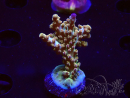 WYSIWYG RAH Acropora Astro-berry
