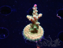 WYSIWYG RAH Acropora Astro-berry