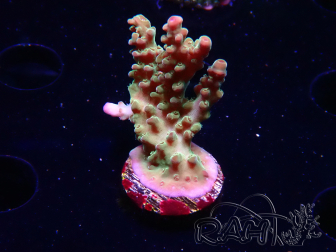 WYSIWYG RAH Acropora Astro-berry