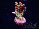 WYSIWYG RAH Acropora Astro-berry 5P5