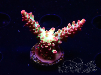 WYSIWYG RAH Acropora microclados Strawberry Shortcake 5P6