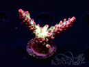 WYSIWYG RAH Acropora microclados Strawberry Shortcake 5P6