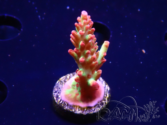 WYSIWYG RAH Acropora microclados Strawberry Shortcake 5P7