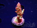 WYSIWYG RAH Acropora microclados Strawberry Shortcake
