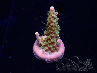 WYSIWYG CC Acropora Vodoo Majick