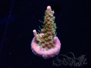 WYSIWYG CC Acropora Vodoo Majick