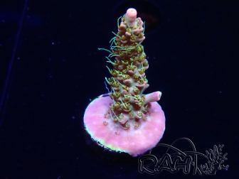 WYSIWYG CC Acropora Vodoo Majick