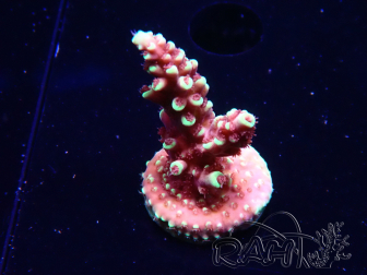 WYSIWYG Acropora Dragon Breath 5R1