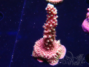 WYSIWYG Acropora Dragon Breath 5R2