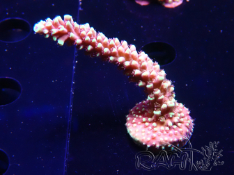 WYSIWYG Acropora Dragon Breath
