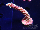 WYSIWYG Acropora Dragon Breath 5R3