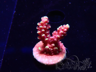 WYSIWYG Acropora Dragon Breath