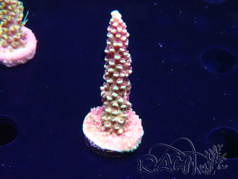WYSIWYG Acropora Dragon Breath
