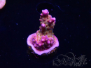 WYSIWYG RAH Acropora donei Merlin's Staff
