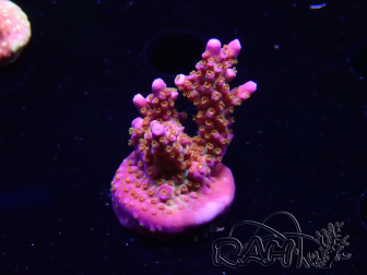 WYSIWYG WC Acropora donei Merlin's Staff 5S2