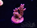 WYSIWYG RAH Acropora donei Merlin's Staff